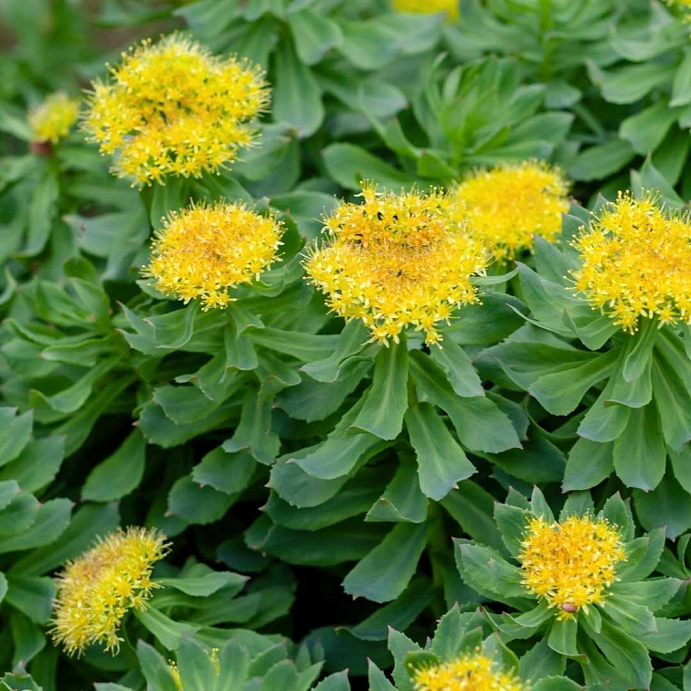 Blendea Shot Brain Booster s adaptogeny 14 x 25 ml