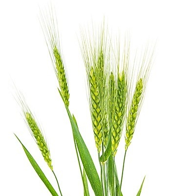 Supergreens Originál Máta 90 g
