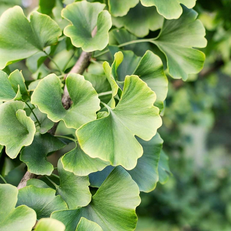 Blendea Shot Brain Booster s adaptogeny 14 x 25 ml