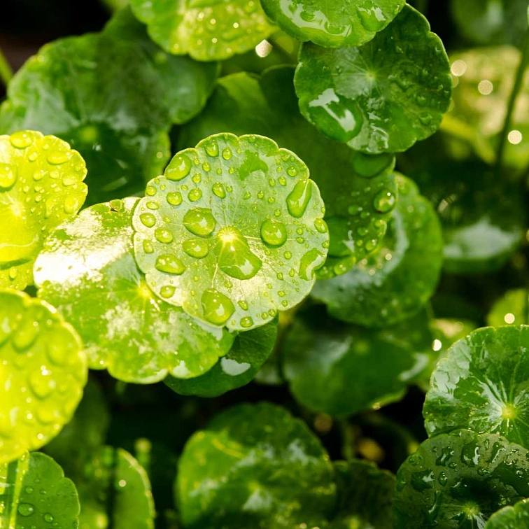 Blendea Shot Brain Booster s adaptogeny 14 x 25 ml