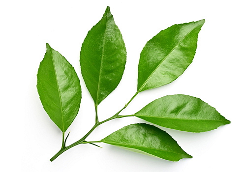 Fatburn Day Drink 100 g