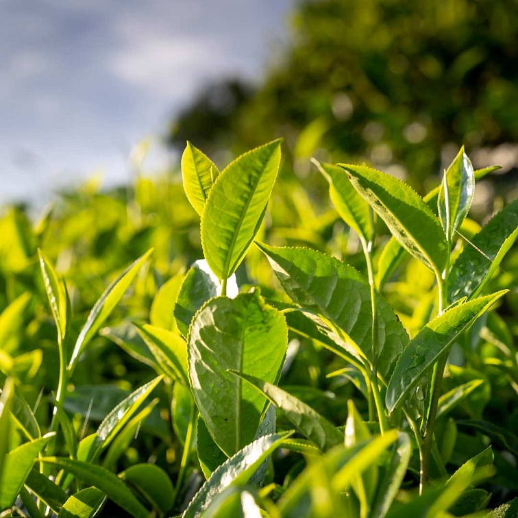 Blendea Shot Brain Booster s adaptogeny 14 x 25 ml