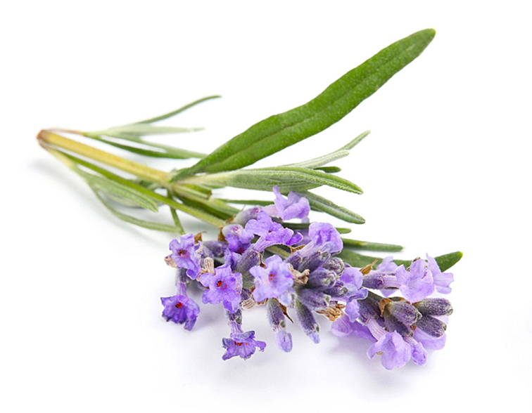 Spánok kvapky 10 ml