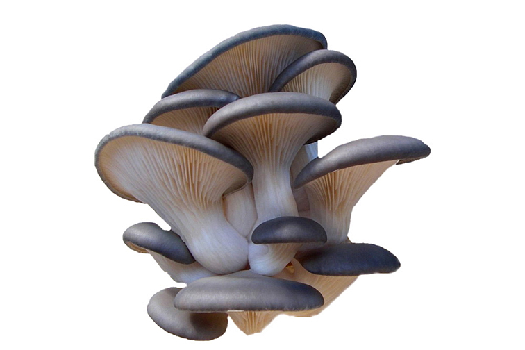 Hlíva ústřičná 60 kapslí