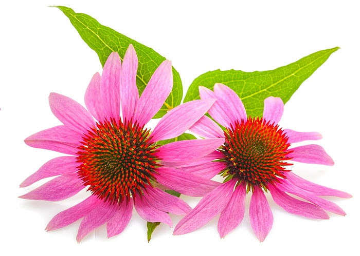 Echinacea 60 kapslí