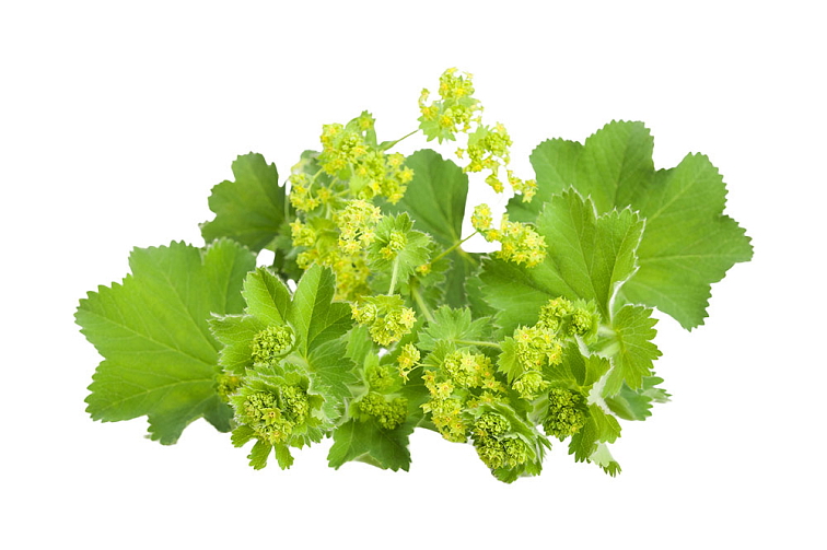 Kontryhel olejové kapky 10 ml