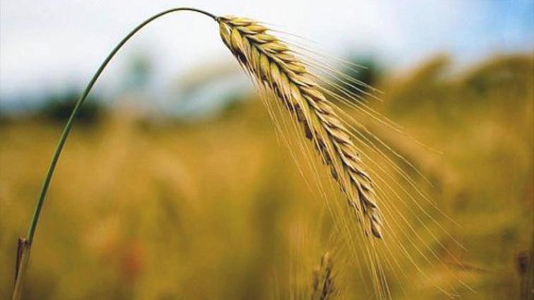 ECOLATIER URBAN - Regenerační balzám pro obnovu poškozených vlasů - Argan a Bílý jasmín, 400 ml