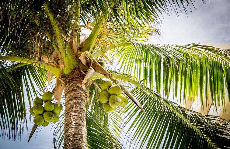 ECOLATIER - Tělový peeling, výživa a oživení, KOKOS, 300 g