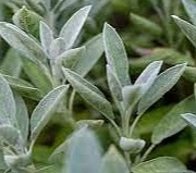 ECOLATIER - Dětský pěnivý mycí gel 3+, 250 ml