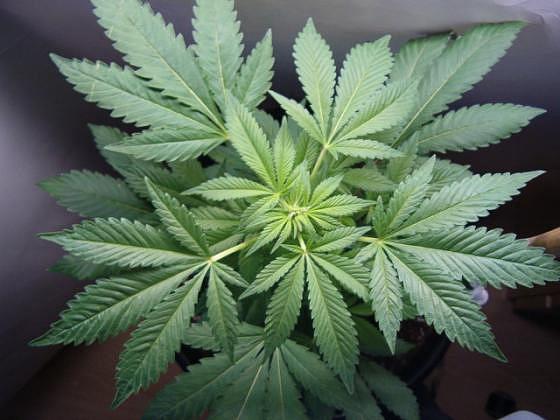 ECOLATIER - Texturující maska ​​na vlasy, síla a objem, CANNABIS, 250 ml