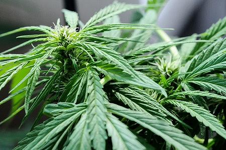 ECOLATIER - Tělový peeling proti celulitidě, pevnost a relaxace, CANNABIS, 300 g