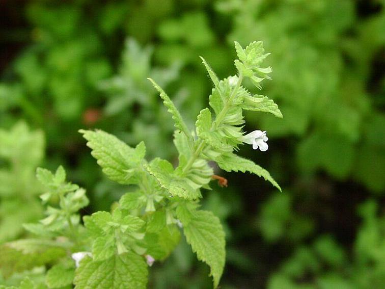 ECOLATIER - 8v1 Dětský přírodní komplex, přísada do koupele 0+, 250 ml