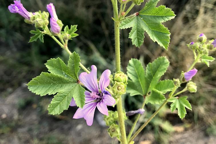 ECOLATIER - Dětský pěnivý mycí gel 3+, 250 ml