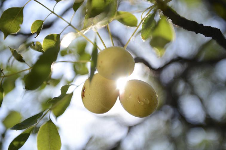 ECOLATIER - Šamponový peeling na vlasy a pokožku hlavy, zdraví a krása, MARULA, 300 g