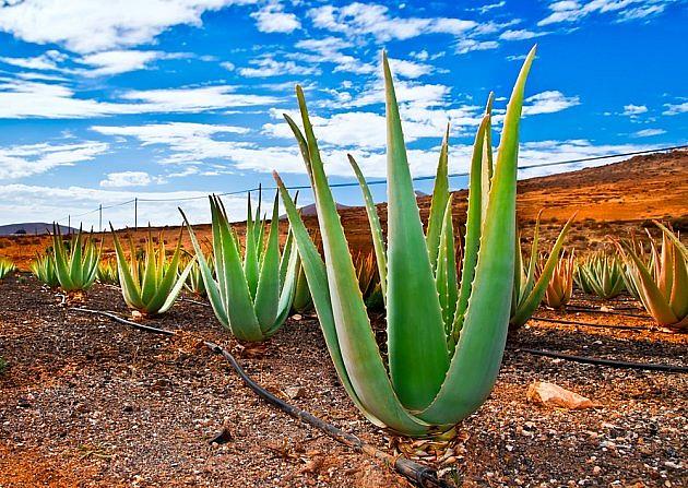 ECOLATIER - Šamponový peeling na vlasy a pokožku hlavy, detox a hydratace, ALOE VERA, 300 g