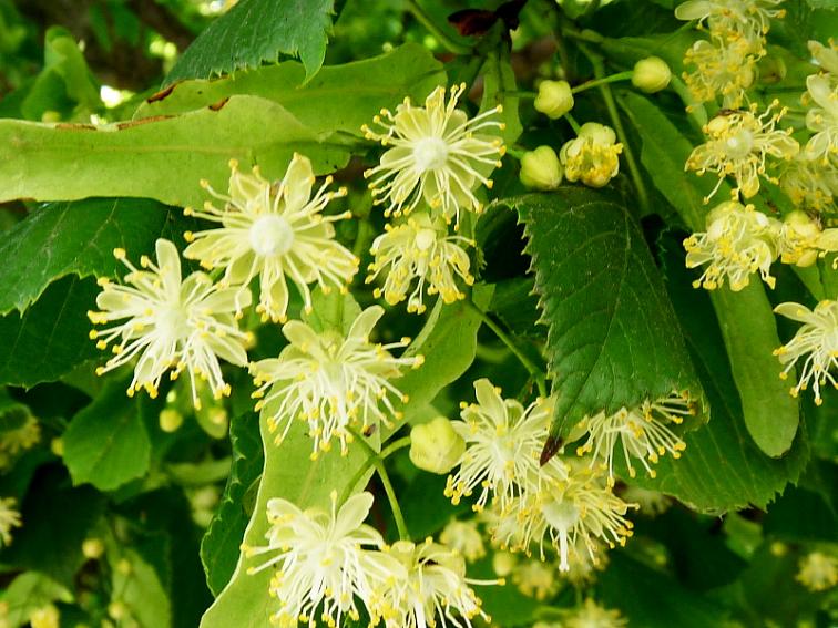 ECOLATIER - 8v1 Dětský přírodní komplex, přísada do koupele 0+, 250 ml