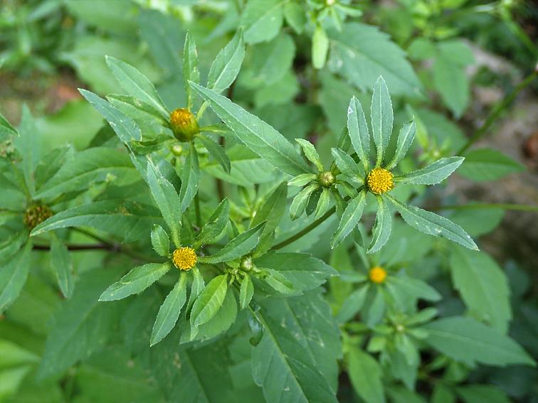 ECOLATIER - 8v1 Dětský přírodní komplex, přísada do koupele 0+, 250 ml