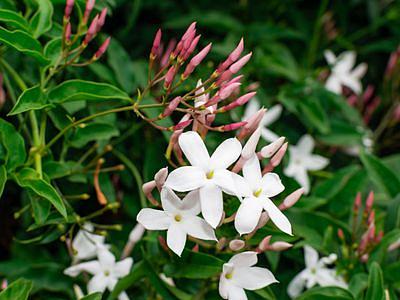 ECOLATIER URBAN - Regenerační balzám pro obnovu poškozených vlasů - Argan a Bílý jasmín, 400 ml
