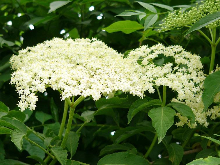 ECOLATIER - Pleťová matující esence - organický Černý bez, smíšená a mastná pleť, 30 ml