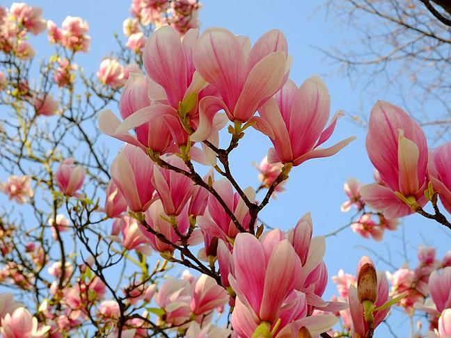 ECOLATIER URBAN - Posilující balzám na křehké vlasy – Bambucké máslo a Magnolie, 400 ml