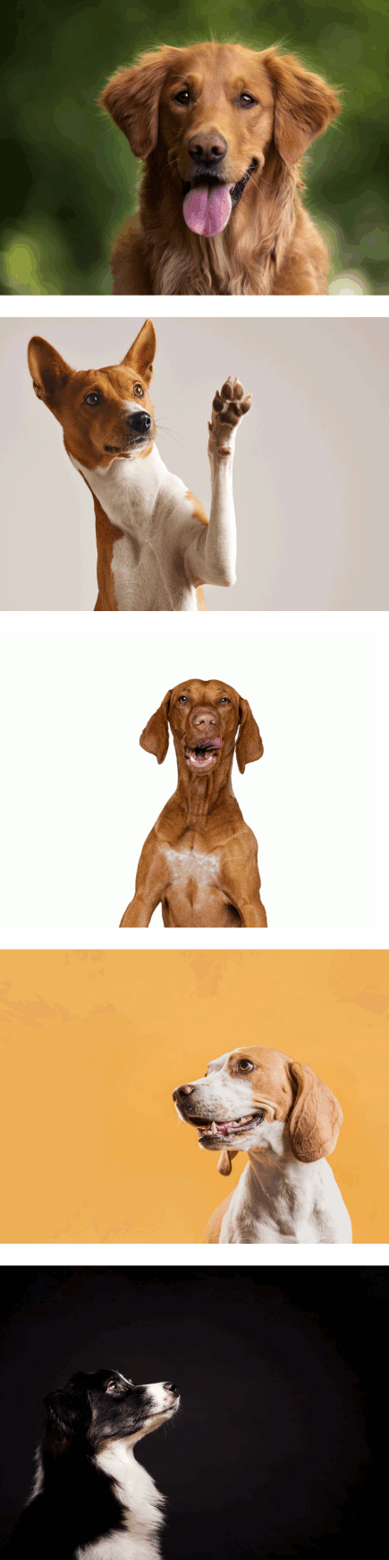 BLACK BALLS 500 g - psí kuličky s biocharem/aktivním uhlím