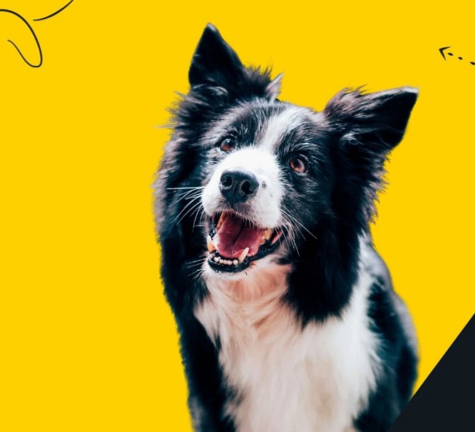 DOG 3% v lososovém oleji 10 ml - veterinární přípravek