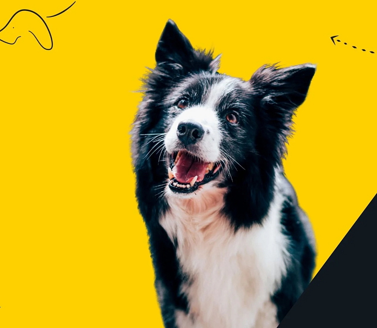 Movement 200 g | Intenzivní výživa pro klouby a pohyb psů