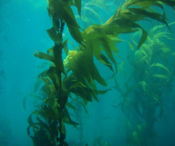 Kelp pro psy 200 g