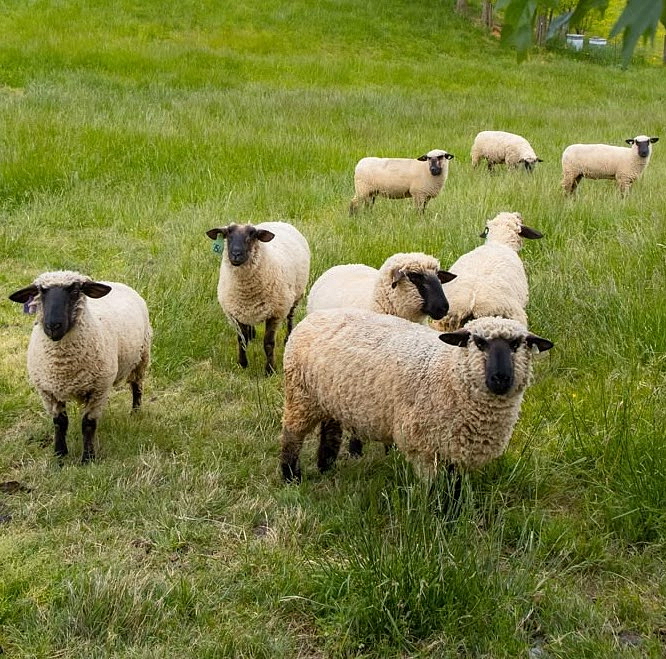 OVČÍK - organické hnojivo z ovčí vlny