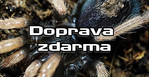 Psalmopoeus reduncus