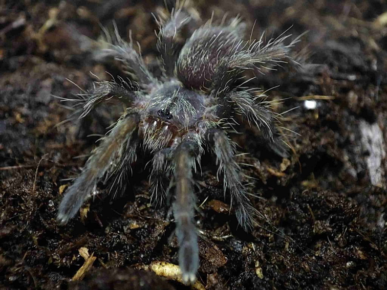 Ceratogyrus darlingi