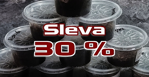 Triko dámské Harpactira pulchripes