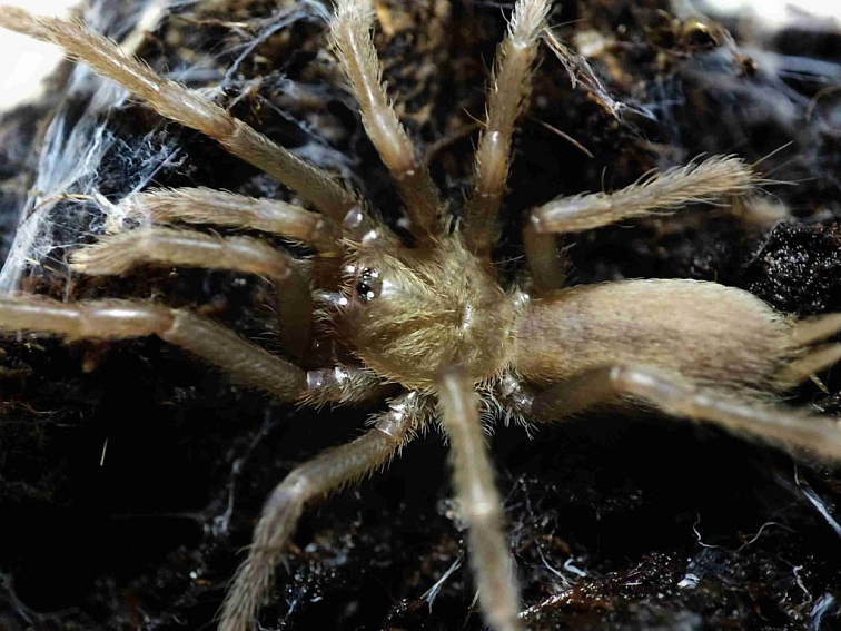 Birupes simoroxigorum