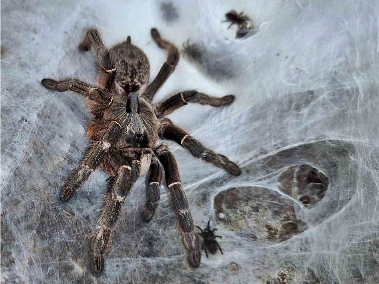 Ceratogyrus darlingi