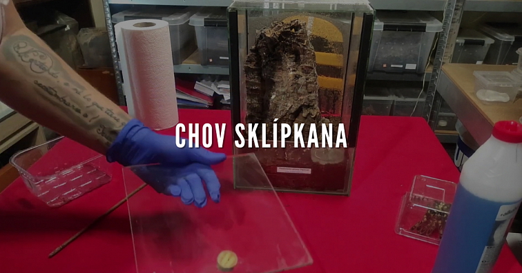 Poecilotheria rufilata