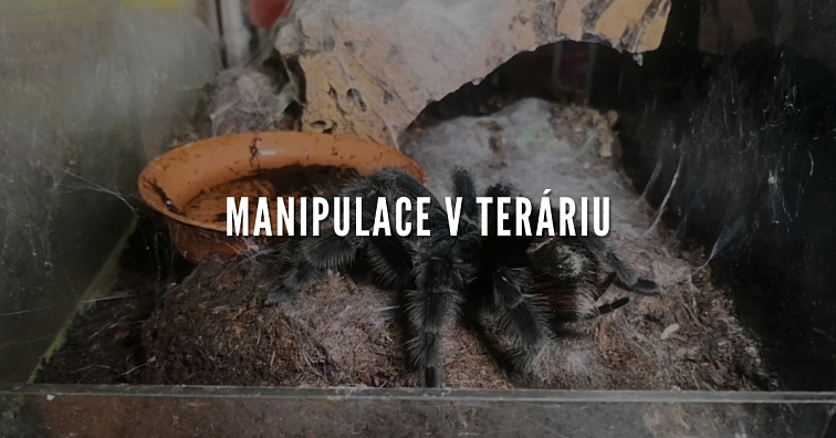 Pinzeta nerezová 14 cm