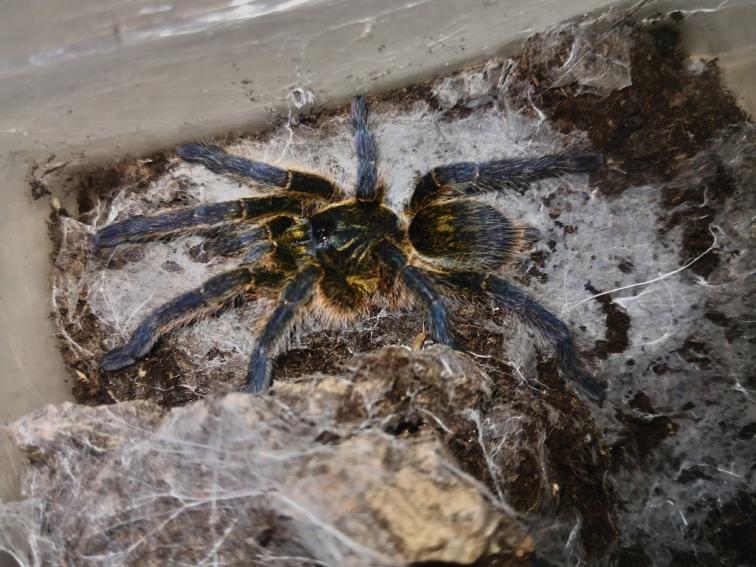 Harpactira baviana