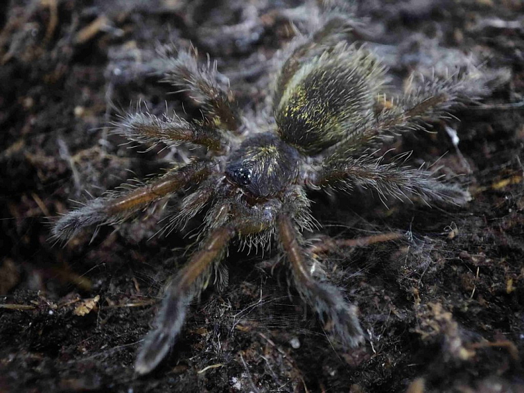 Harpactira baviana