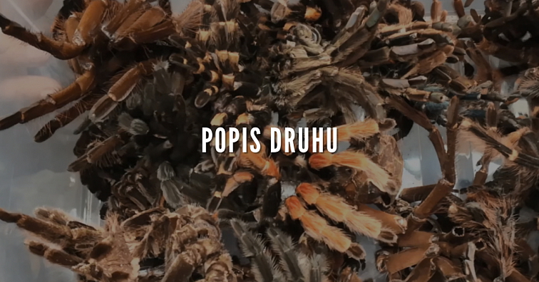 Pseudoclamoris gigas