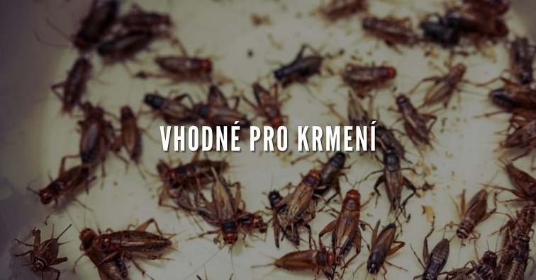 Pinzeta nerezová 14 cm