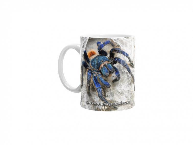 Hrníček se sklípkanem Chromatopelma cyaneopubescens