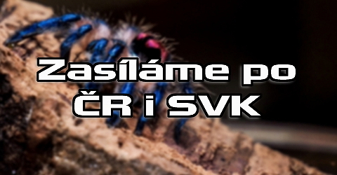 Psalmopoeus reduncus