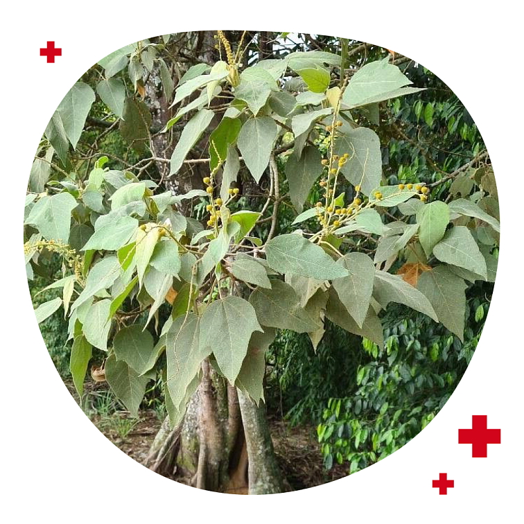 DRAČIA KRV – Sangre de Drago 50ml