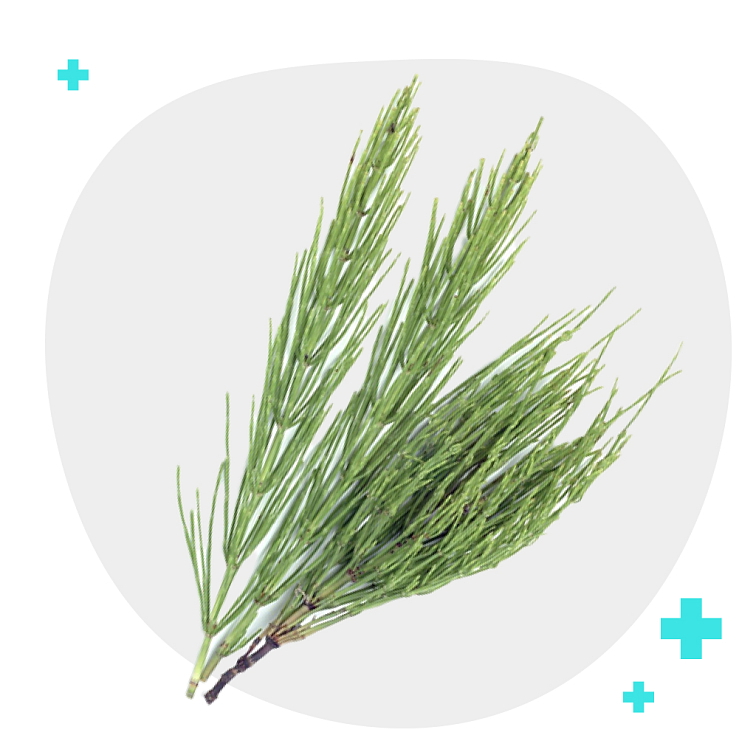 Praslička roľná MAXIMAL 90 kapsúl