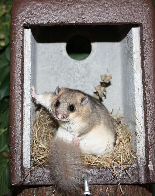 Čištění ptačích budek