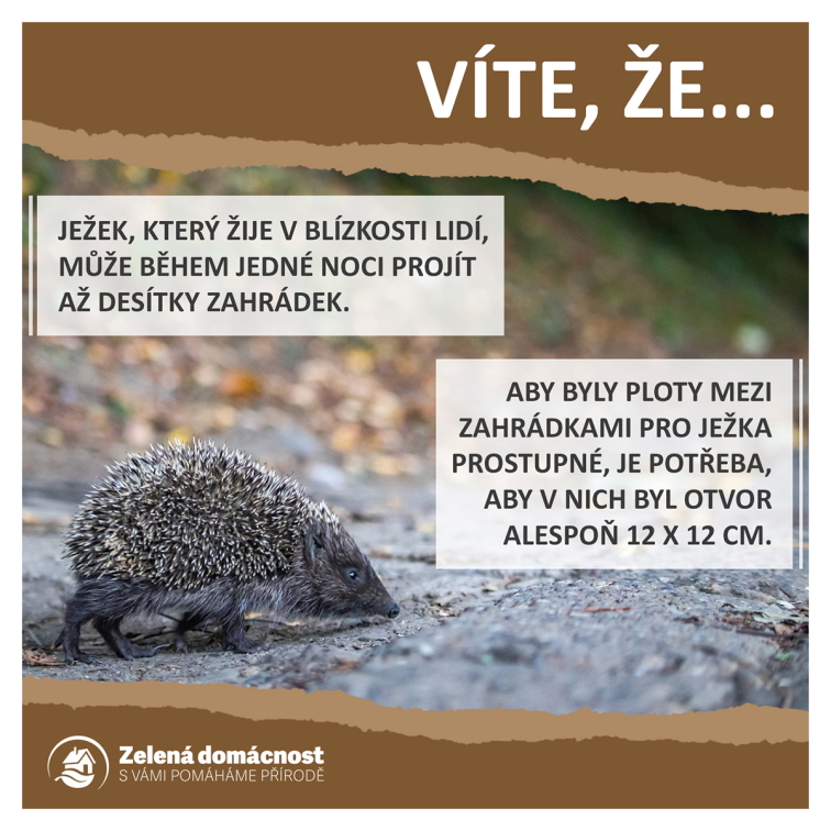 Zajímavosti o ježcích ke stažení