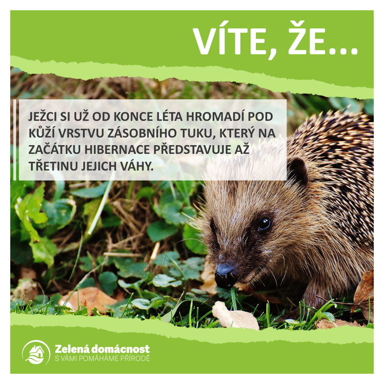 Zajímavosti o ježcích ke stažení