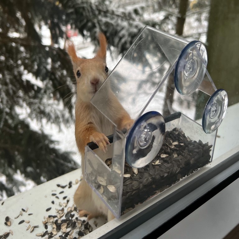 Čím přikrmovat veverky