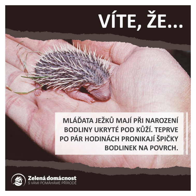 Zajímavosti o ježcích ke stažení