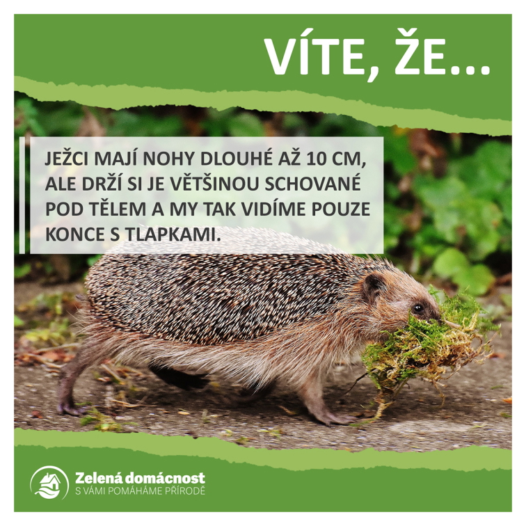 Zajímavosti o ježcích ke stažení